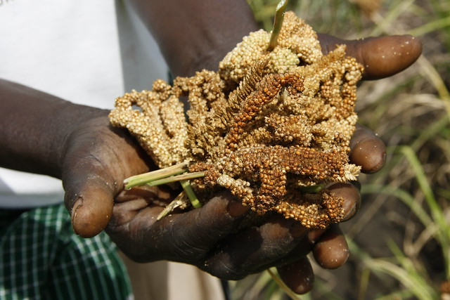 Ragi & Millets